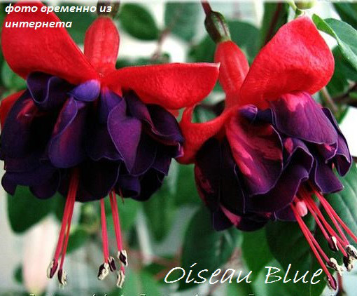 Oisleau Blue / укор.черенок