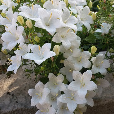 Isophila Atlanta White /укор.черенок