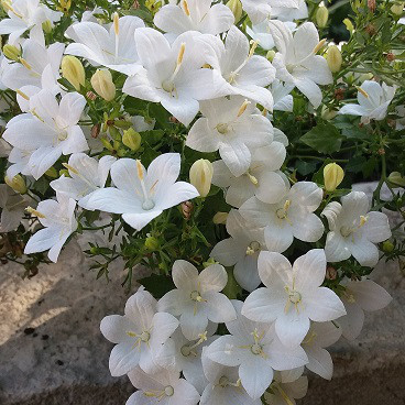 Isophila Atlanta White / подрощенное цветущее растение - фото 3 - id-p36555935