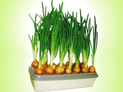 Әуесқойлардың онлайн секс алаяқтығы