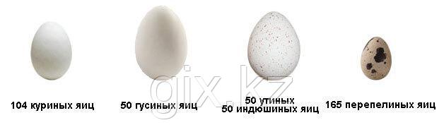 Инкубатор "Несушка" на 104 яйца (с измерителем влажности) - фото 7 - id-p49734797
