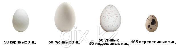 Инкубатор "Золушка" 2020 на 98 яиц (с датчиком влажности) - фото 3 - id-p39785286
