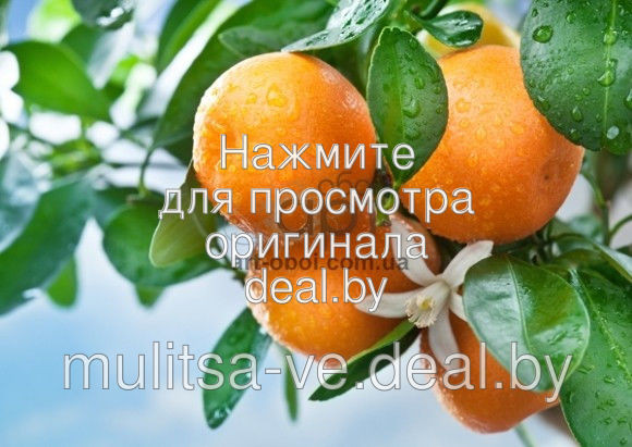 Апельсины оптом по низким ценам