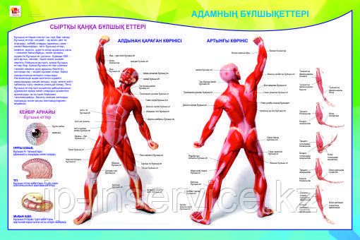 Плакаты Анатомия человека
