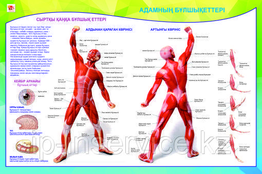 Плакаты Анатомия человека - фото 1 - id-p1659209