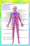 Б.5 Плакаты Анатомия человека 9-10 класс, фото 3