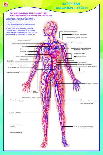 Плакаты Анатомия человека - фото 3 - id-p1659209