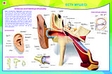 Б.5 Плакаты Анатомия человека 9-10 класс, фото 6