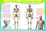Б.5 Плакаты Анатомия человека 9-10 класс, фото 7