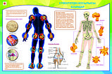 Плакаты Анатомия человека, фото 8