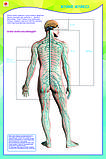 Б.5 Плакаты Анатомия человека 9-10 класс, фото 9