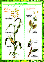 Плакаты Ботаника