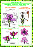 Плакаты Ботаника, фото 2