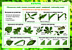 Плакаты Ботаника, фото 5