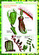 Плакаты Ботаника, фото 7