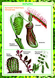 Плакаты Ботаника, фото 7