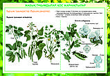 Плакаты Ботаника, фото 8