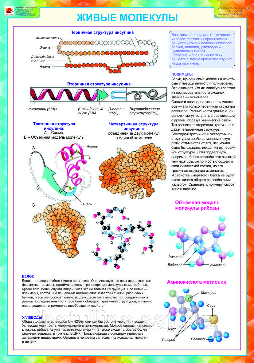 Плакаты Общая биология
