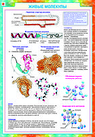 Б.6 Плакаты Общая биология 10-11 класс