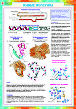 Плакаты Общая биология