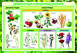 Плакаты общее знакомство с цветковыми растениями, фото 2