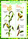 Плакаты общее знакомство с цветковыми растениями, фото 6