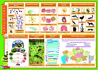 БС.1 Стенды для кабинета биологии