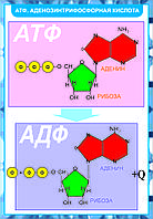 Б.11 Плакаты Химия клетки