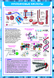 Плакаты Химия клетки, фото 3