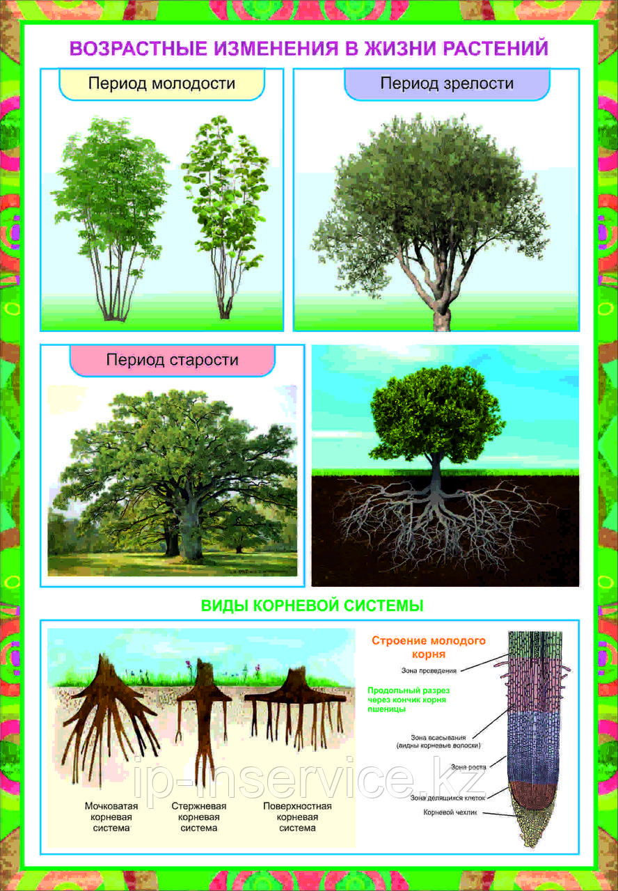 Плакаты Растение живой организм