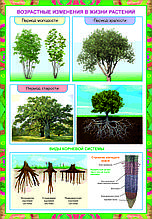 Плакаты Растение живой организм