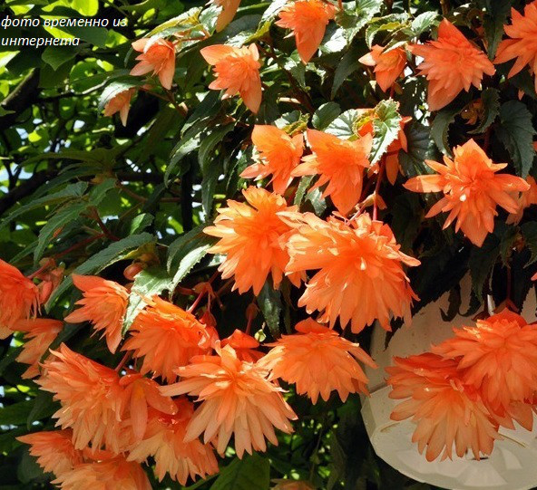 Belleconia Soft Orange №344