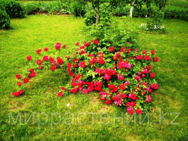 Почвопокровные розы - фото 1 - id-p51165088