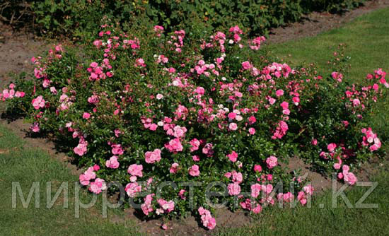Почвопокровные розы - фото 2 - id-p51165088
