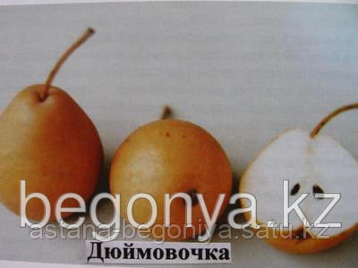Груша Дюймовочка ЗКС