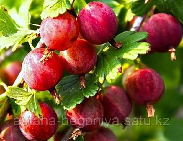 Крыжовник Уральский розовый
