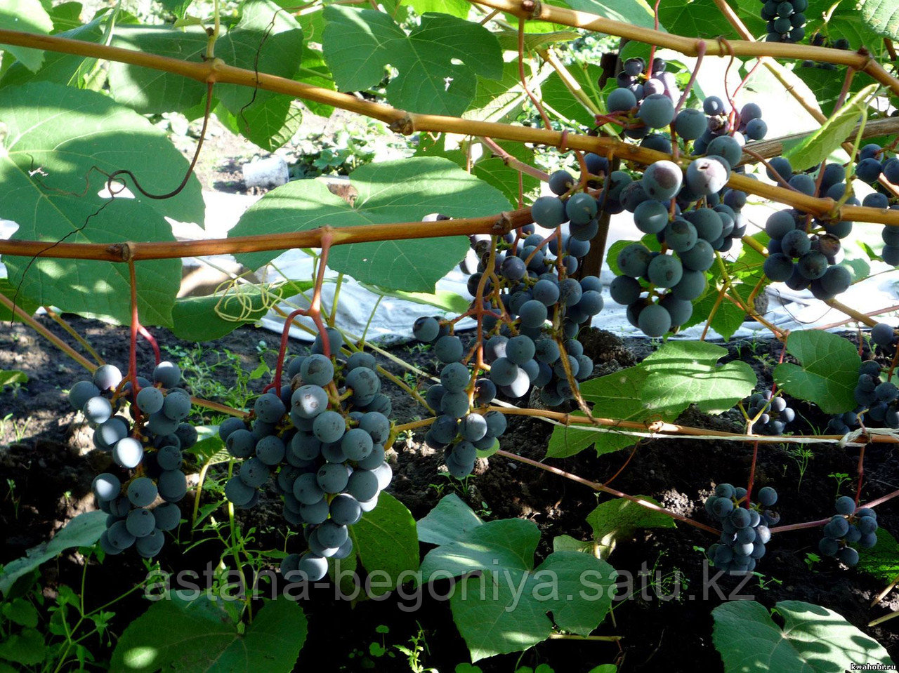 Виноград Двиетский синий