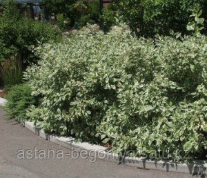 Декор СВИДЕНА (Дерен) зелен