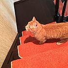 Коврики для лестниц  Ангара оранжевый 26x70  в розницу, фото 2