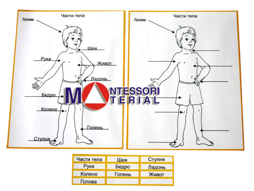 Части тела человека (карточки ламинированные)                  