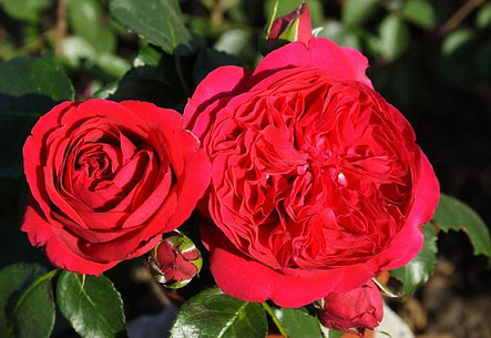 Корни роз сорт "Эрик Таберли Шраб",открытая корневая, фото 2