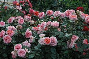 Корни роз сорт "Чиппендейл",открытая корневая, фото 2