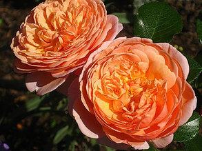 Корни роз сорт "Чиппендейл",открытая корневая