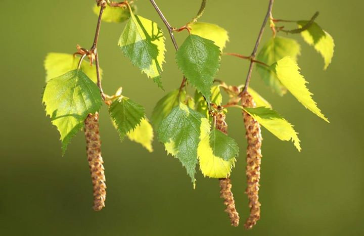 Ресейлік бодибилдер әйелдер Кеуделер кеудешемен басылған