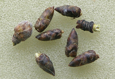 Қырықтан асқан орыс әйелдерінің қатысуымен тегін порно