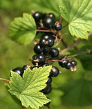 Смородина черная, лист 30гр, фото 2