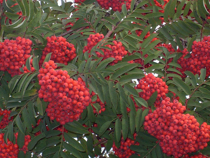 Әйеліңізді сізбен жыныстық қатынасқа түсуге көндіріңіз Шабдалы сияқты киска, ол оның есегін тесіп жібереді