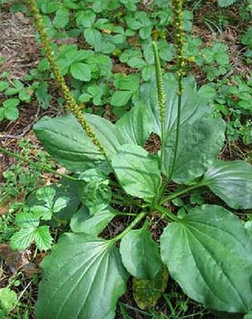 Порно ойын тасбақалар