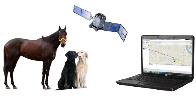 GPS слежение за лошадьми и другими животными