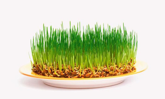 Пошта арқылы секс қуыршақтарына тапсырыс беріңіз